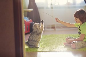 Finurliga och roliga tips för att leka med din katt