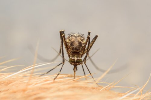 Mygga biter djur