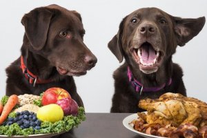 Veganhundar: kan hundar vara veganer?