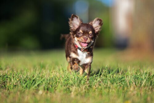 Chihuahua i gräset