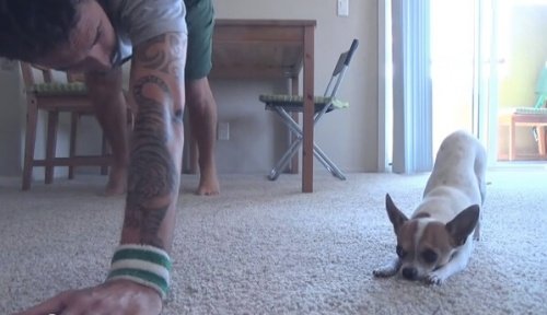 Möt Pancino: en hund som utövar yoga