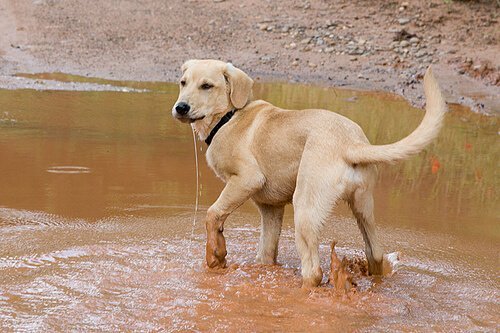 Varför gillar hundar att rulla sig i smuts?