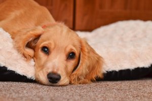 Hundar som kräks: varningar och behandling