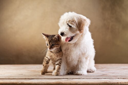 Kattunge med hund