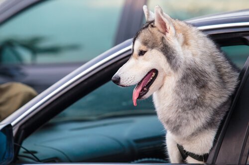 Du bör inte låta hunden sticka ut huvudet från bilfönstret