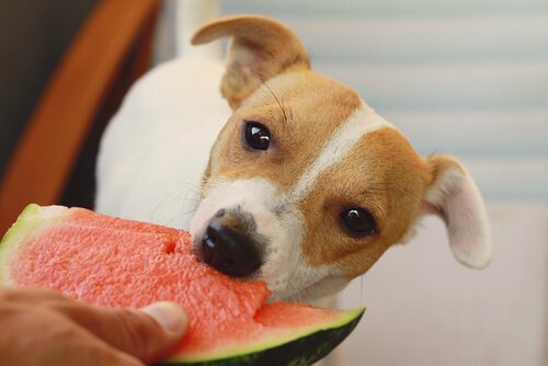 Är det möjligt att ha vegetariska hundar?
