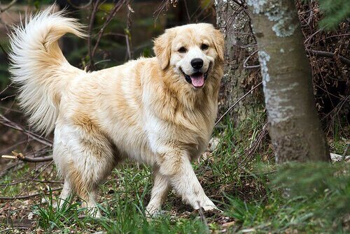 Glad hund som går i skogen.