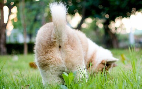 Hund som nosar i gräset.