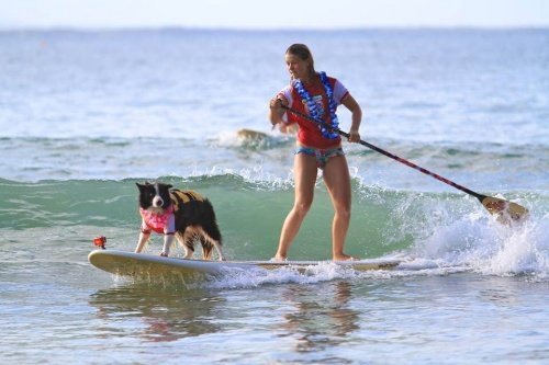Hund som surfar med ägare.