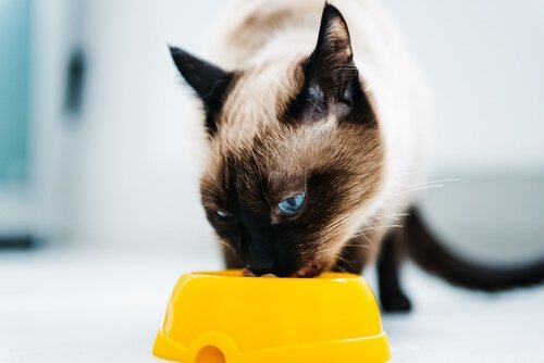 Katt som äter ur matskål.