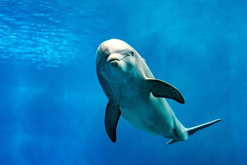 Delfin i havet