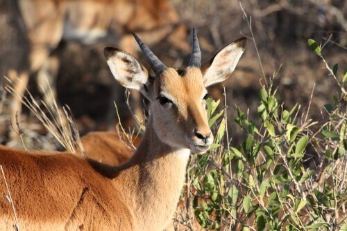 En vaken impala