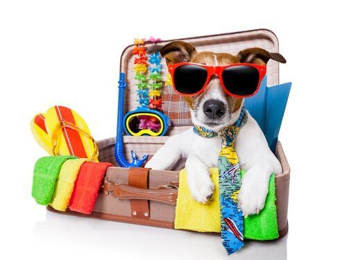 Hund i resväska