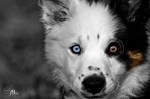 Hund med olikfärgade ögon