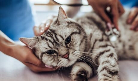 Giardia katt symtom, Related Articles