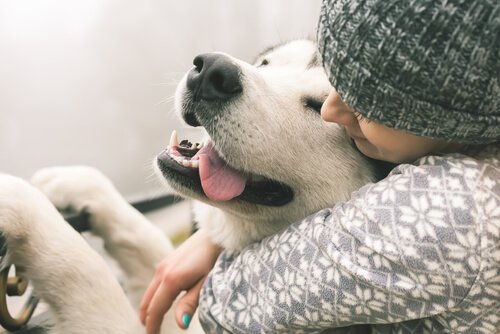 Tips på hur man lugnar en hund med ångest