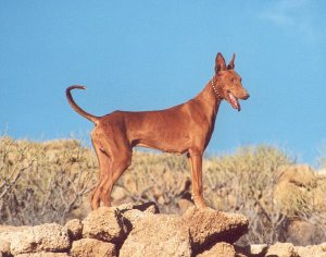 Podenco canario: en underlig hund från Kanarieöarna