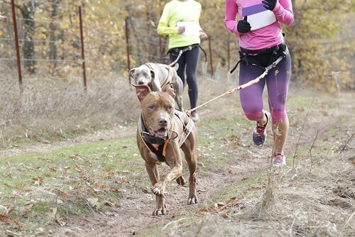 Sporter för hundar, som exempelvis linlöpning.