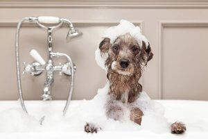 Tips för att ge din hund ett bad på vintern