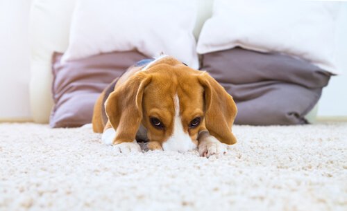 Hund med nos i mattan.