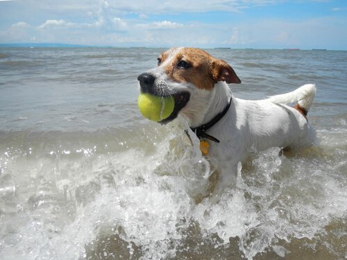 Hund med tennisboll i munnen.