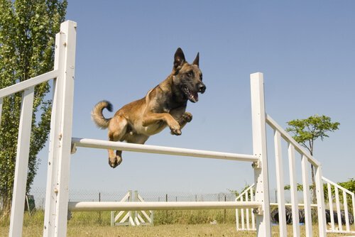 Hund som hoppar över ett hinder.