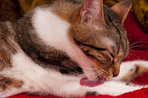 Hårbollar hos katter: orsaker, symptom och behandling