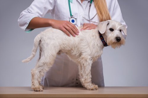 Varför finns det knutor under din hunds hud?