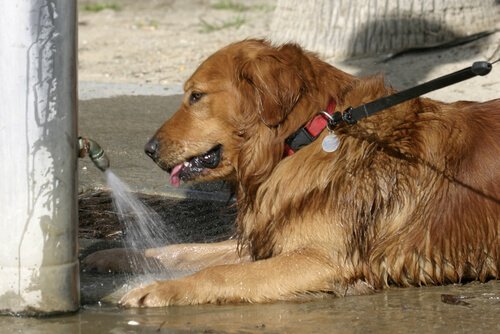 Hund vid vattenslang