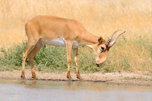 Antilop vid vattendrag