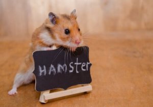 Liten med vildsint: hur man kan tämja en hamster