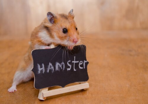 Liten med vildsint: hur man kan tämja en hamster
