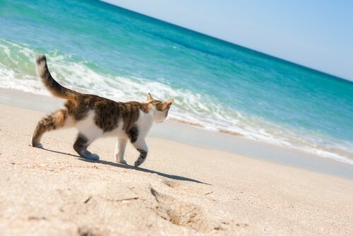 Su Pallosu: en strand för katter på en italiensk ö