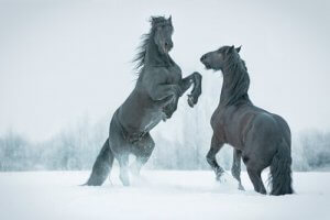 Frusen, förhistorisk häst hittad i Sibirien