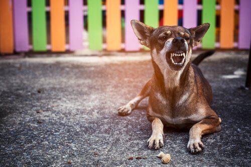 Hund visar tänderna