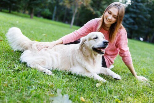 Lugnande signaler för att träna hundar mer effektivt