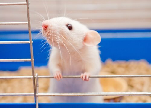 Råttor som husdjur: intelligenta gnagare