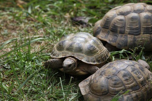 Sköldpaddor i gräset
