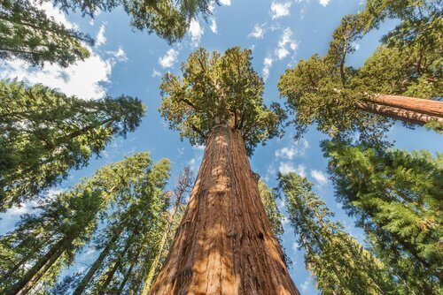 Ståtliga redwood-träd