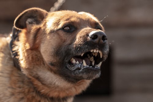 Lär dig anledningarna till varför hundar attackerar