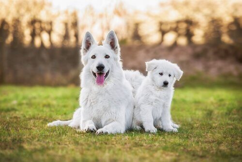 Vita herdehundar på gräset
