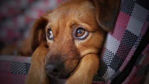 Influensa hos hundar: förebyggande och behandling