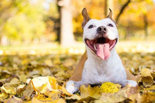 Glad hund bland löv.