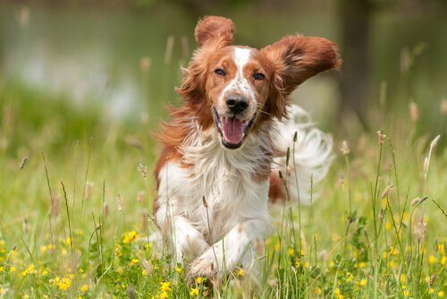 Glad hund som springer i gräset.