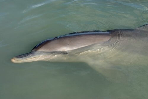 Delfin vid ytan