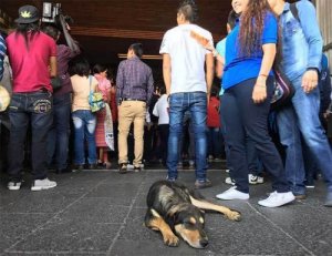 Övergivna hundar vid Guadalupebasilikan i Mexiko