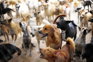 Tekis räddade över 200 övergivna hundar i Grekland