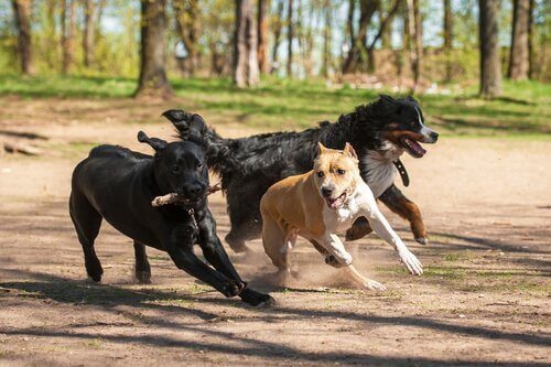 Hundar som springer i park.