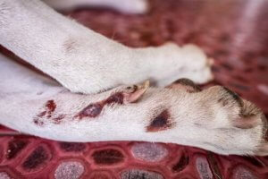 Slickdermatit hos hundar och dess behandling