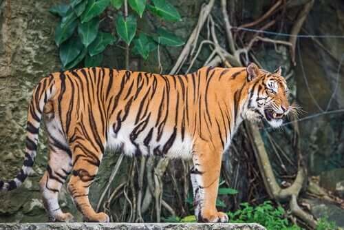 En indokinesisk tiger